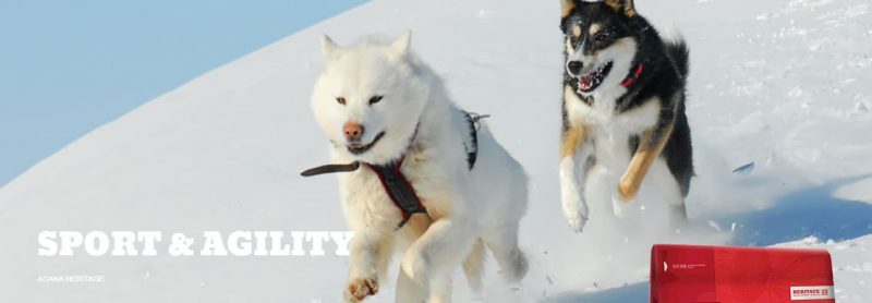 acana sport & agility