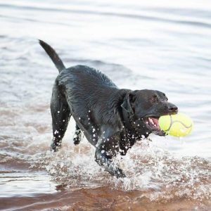 Kong Airdog Squeaker Football Dog Toy - Image 2
