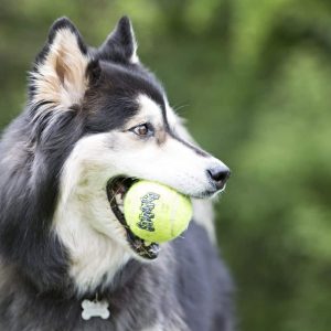 Kong SqueakAir Balls Dog Toy - Image 2
