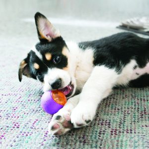 Kong Squeezz Action Ball Dog Toy - Image 2